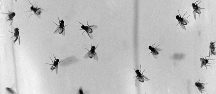 Foto: Nicht löschbares Feuer © Harun Farocki 1969