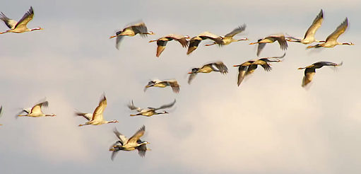Migrating Birds