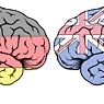 Mehrsprachigkeit verändert die Struktur und Funktion des Gehirns. 