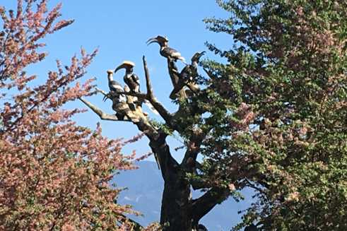 Hornbills