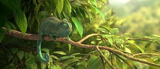 Our Wonderful Nature - The Common Chameleon © Our Wonderful Nature - The Common Chameleon // © Lumatic Tomer Eshed Our Wonderful Nature - The Common Chameleon