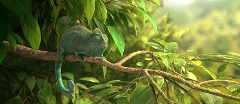 Our Wonderful Nature - The Common Chameleon