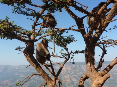 Berggipfel rund um Mahabaleshwar