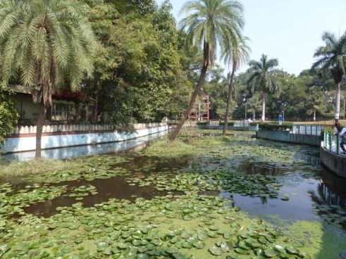 Seerosen in Pune