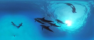 DolphinMan VR Fabrice Schnoller