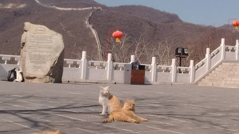 Peking