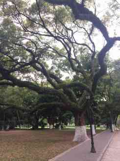 Der Campus der Sun Yat-sen Universität ist eine der Sehenswürdigkeiten in Guangzhou, vor allem wegen der Bäume
