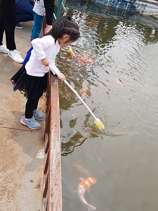 Mädchen füttert Fische mit einer Babyflasche an einem Stock