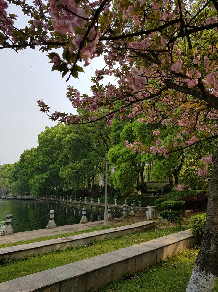 Kirschblüte im Shennong Park 