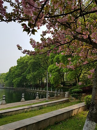 Kirschblüte im Shennong Park 