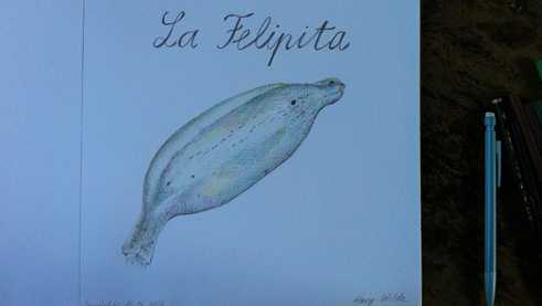 Drawing of the Felipita banana variety by Antonia Baehr. 