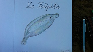 Drawing of the Felipita banana variety by Antonia Baehr. 