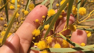 In Australia, humans and the natur have always been related.