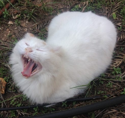 Wer ist denn da so müde?