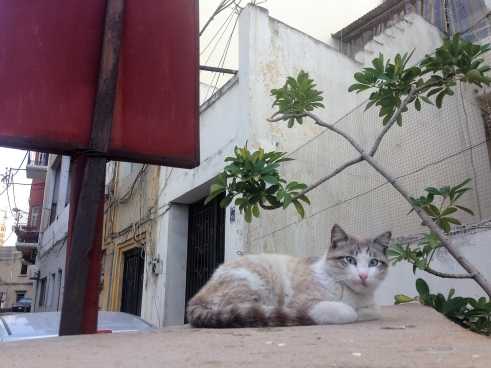 Miaow