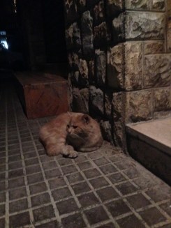 Katzen so weit das Auge reicht