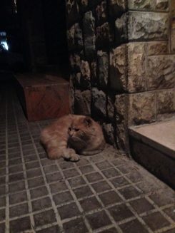 Katzen so weit das Auge reicht