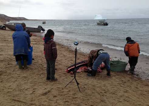 capturing a scene where Inuit are harvesting a freshly caught narwhal on the beach of Pond Inlet, Nunavut, Canada