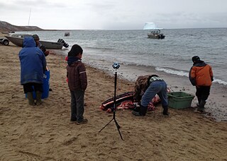 Aufnahme einer Szene, in der Inuit einen frisch gefangenen Narwal am Strand von Pond Inlet, Nunavut, Kanada ernten.