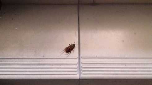 Kollektives Sterben im Treppenhaus