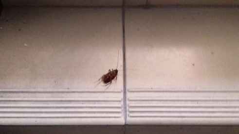 Kollektives Sterben im Treppenhaus