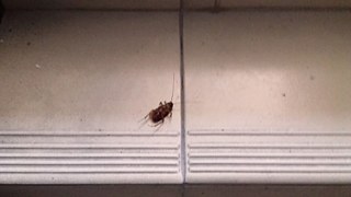 Kollektives Sterben im Treppenhaus