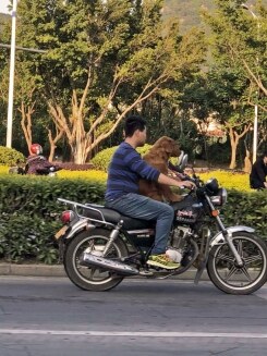 So fahre ich ab nächster Woche auch zur Schule