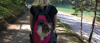 A small dog looks out of a backpack on a hike.