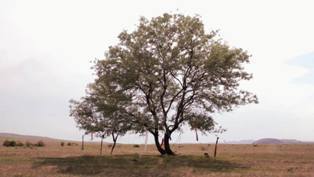 Echoes &copy; Echoes Echoes