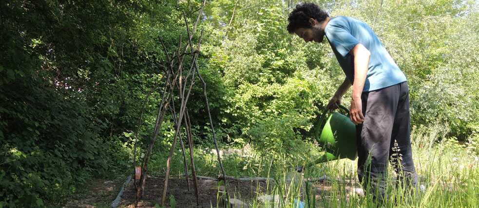 Ein junger Mann gießt ein Gemüsebeet in einem Schrebergarten.