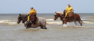 Krabbenfischen mit Kaltblutpferden