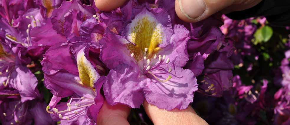Rhododendron