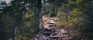 Tom Morel - unsplash