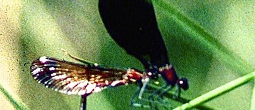 Dragonflies with Birds and Snake