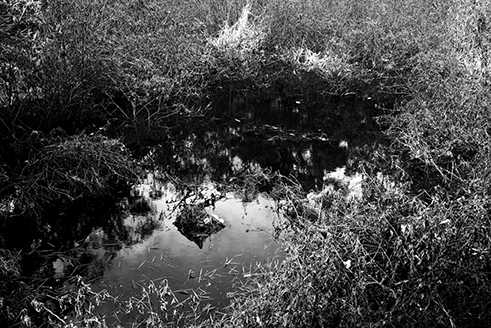 Fotograf Shehan Obeysekera