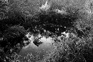 Photographer Shehan Obeysekera