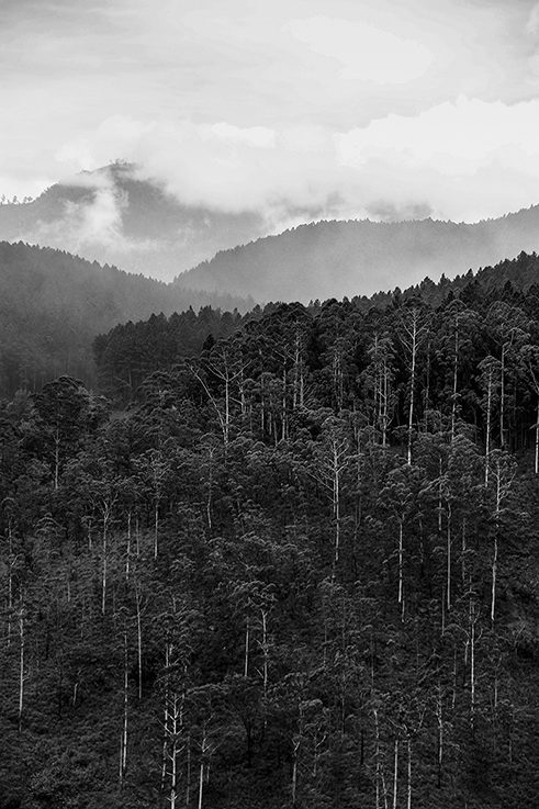 Photographer Tilaxan Tharmapalan