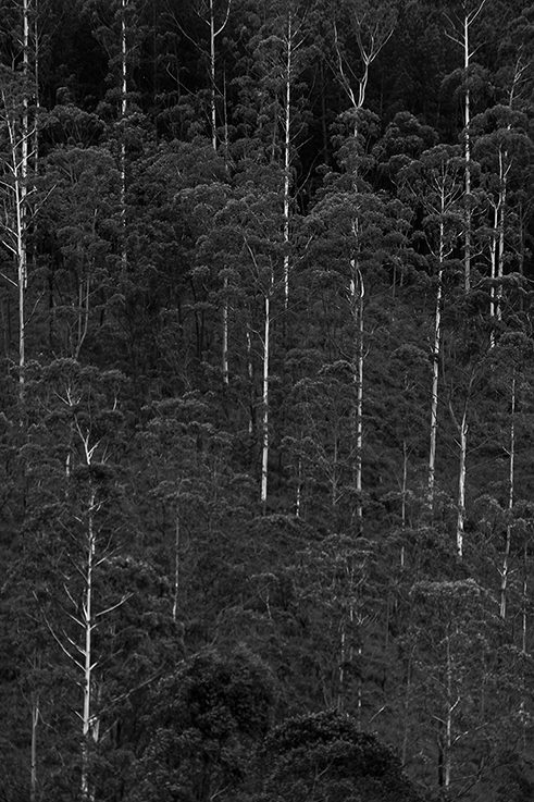 Photographer Tilaxan Tharmapalan