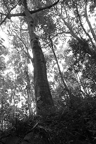 Photographer Tilaxan Tharmapalan