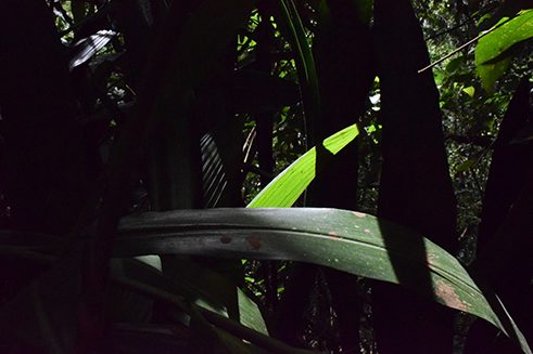 Photographer Liz Fernando