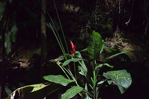 Photographer Liz Fernando