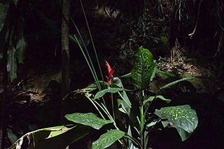 Photographer Liz Fernando