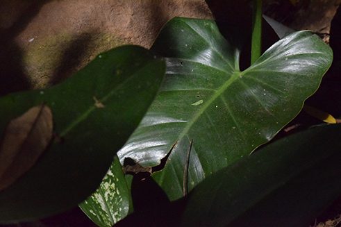 Photographer Liz Fernando