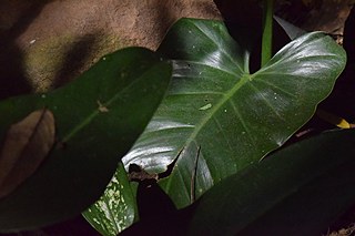 Photographer Liz Fernando