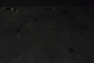 Photographer Liz Fernando