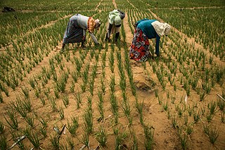 Photographer Reza Akram