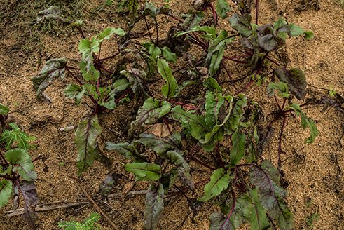 Photographer Reza Akram