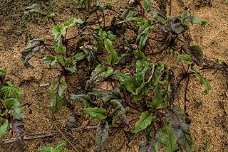 Photographer Reza Akram