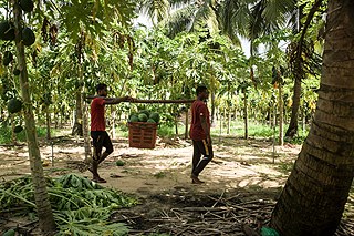 Photographer Reza Akram