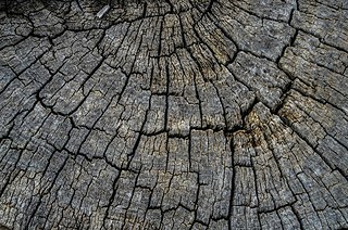 Photographer Ramanathan Parilojithan